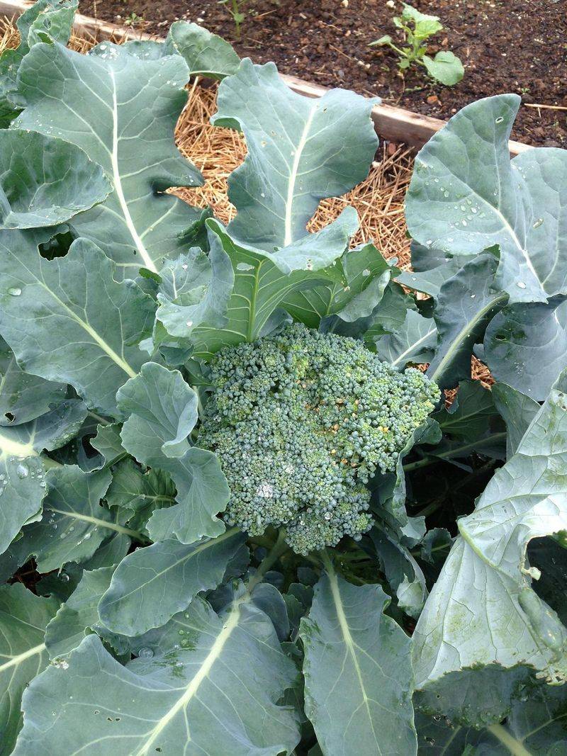 Broccoli