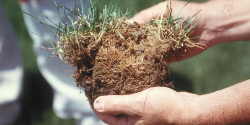 The Grass Base Looks Puffy or Raised