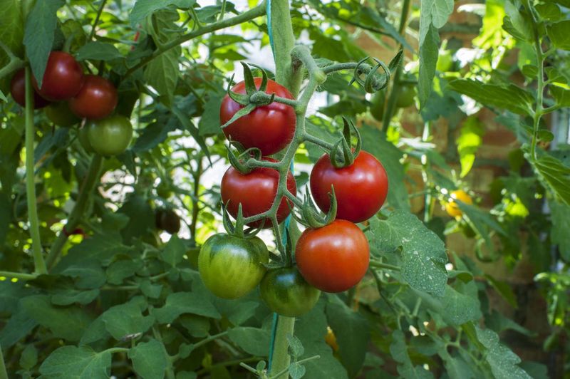 Letting Ripe Fruit Sit Too Long on the Vine