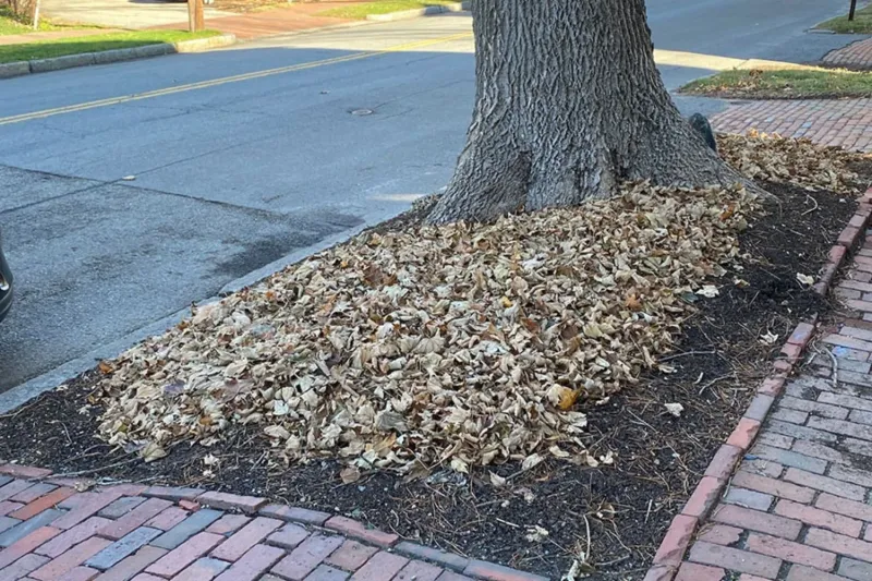 Keep protective mulch and leaves off crowns and trunks