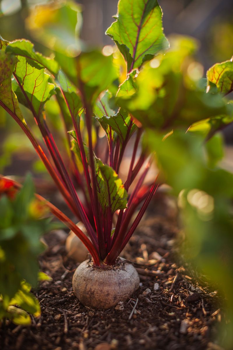 Cool weather does more for flavor than a magic fix