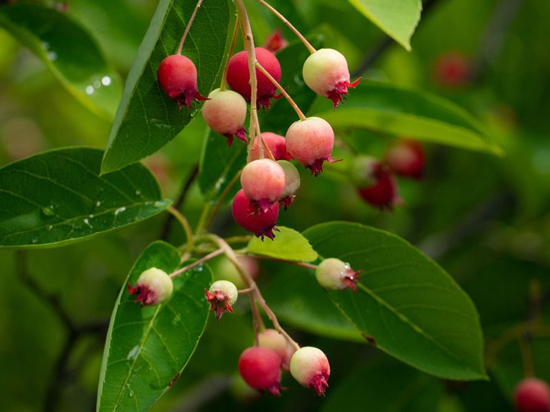 Serviceberry (Amelanchier arborea)