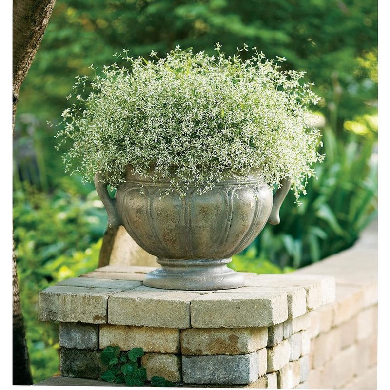 Diamond Frost Euphorbia