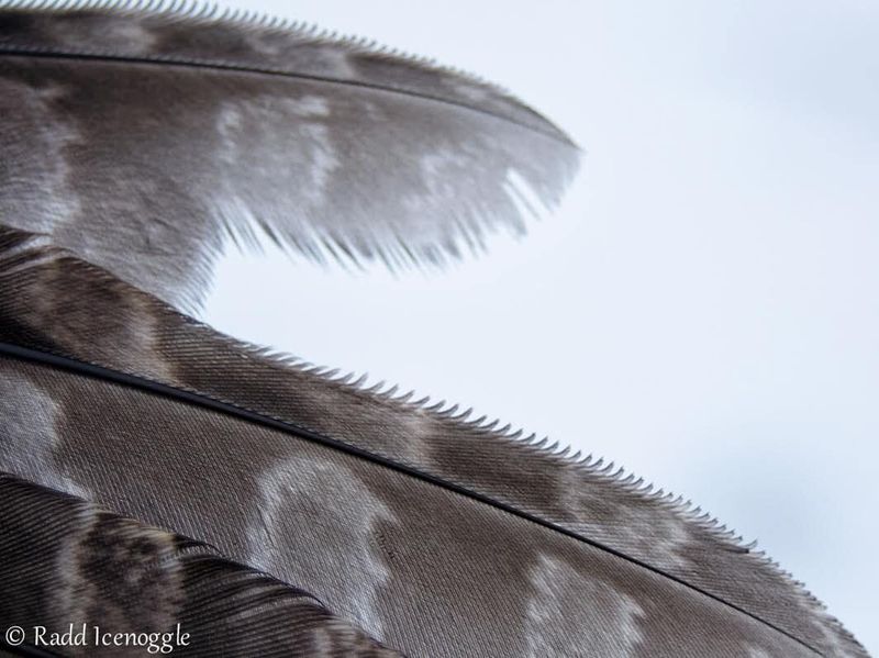 Soft feather edges damp additional noise