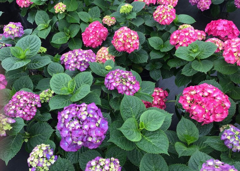 Identify the hydrangea before you prune