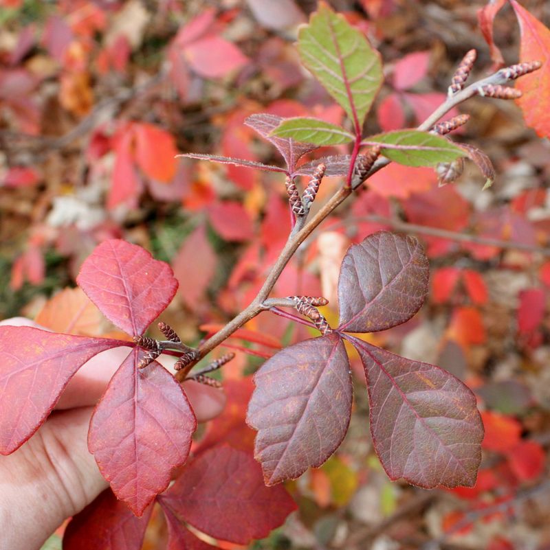 Aromatic Sumac (Rhus aromatica)