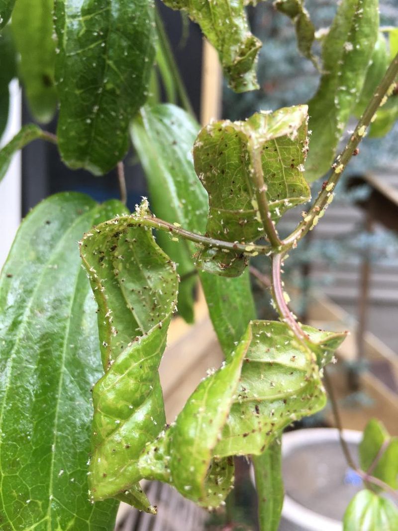 Manage Pests Affecting Foliage and Roots