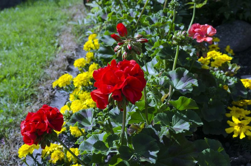 Use Scented Companions to Deter Pests