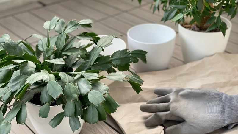 Quick fixes cannot replace the seasonal cues