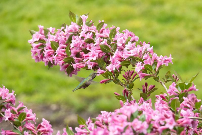 Weigela