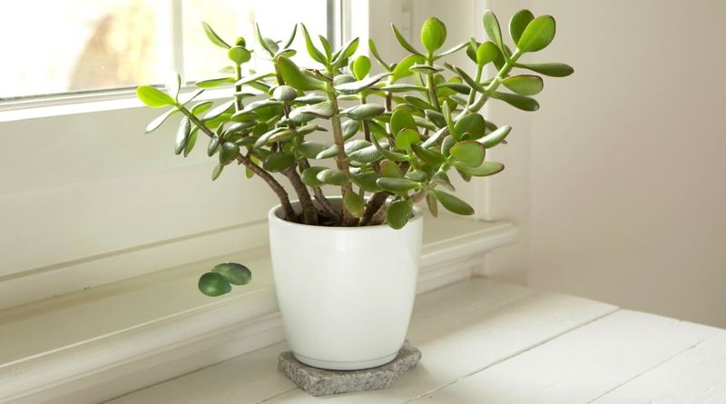 A heater does not automatically make a jade plant drop leaves