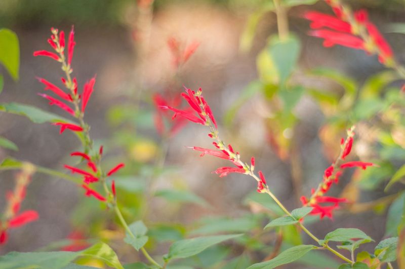 Pineapple Sage
