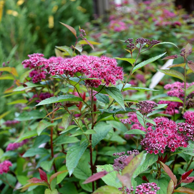 Spirea
