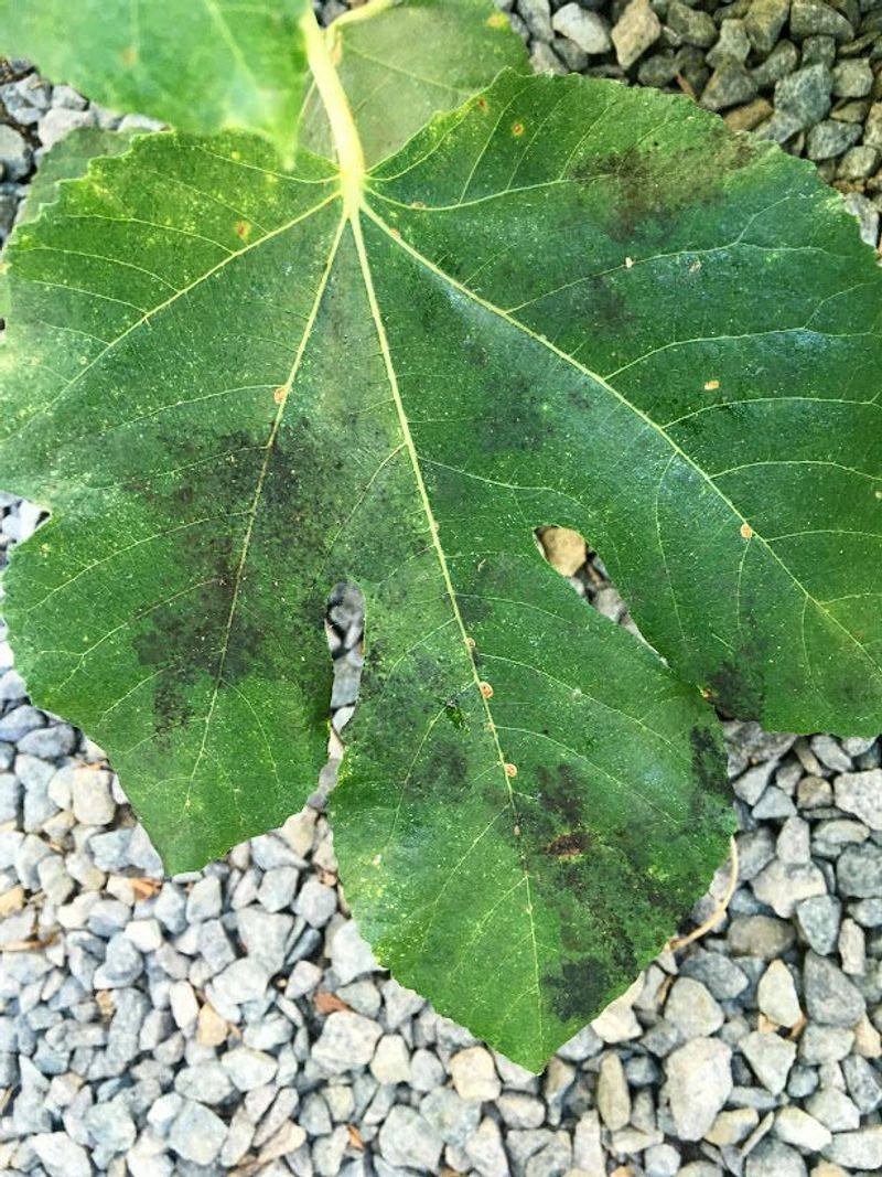 Remove Diseased Fig Debris Before Winter