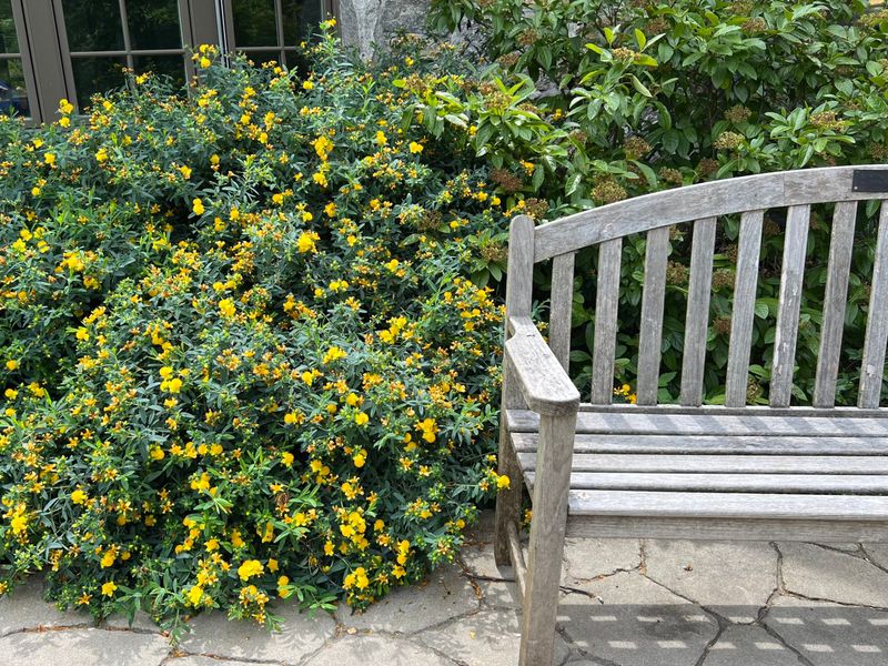 A sunny fence line can suit its compact, slow-growing form