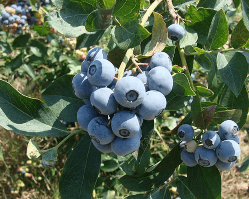 Tifblue Rabbiteye Blueberry