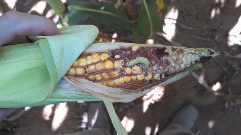 Corn