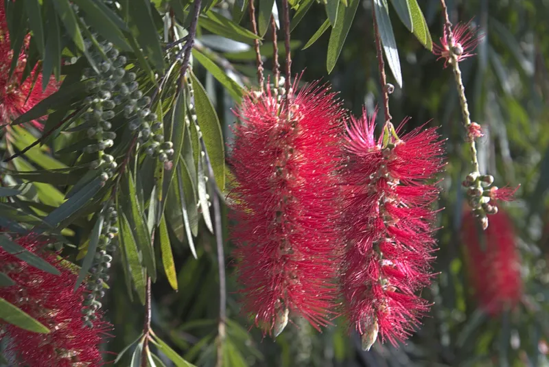 Bottlebrush (Callistemon)