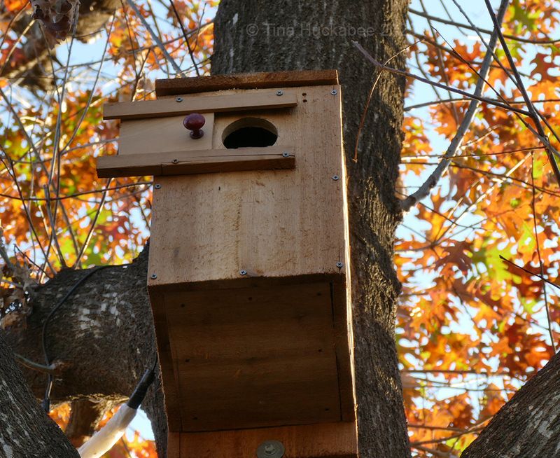 Improve habitat without trying to bait the owl