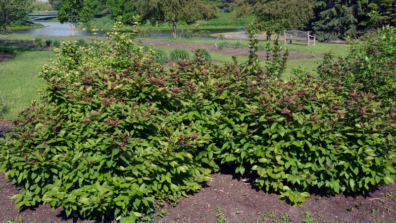 Prune after flowering and manage the suckers