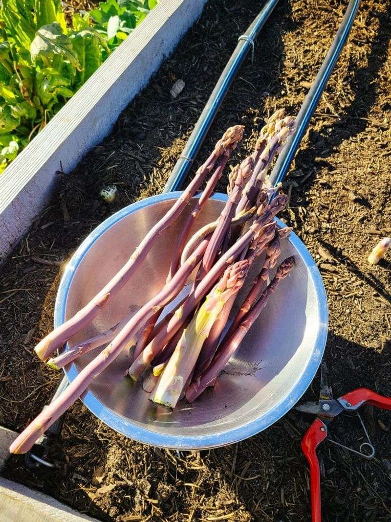 Keep Asparagus Cleanup Specific to the Bed