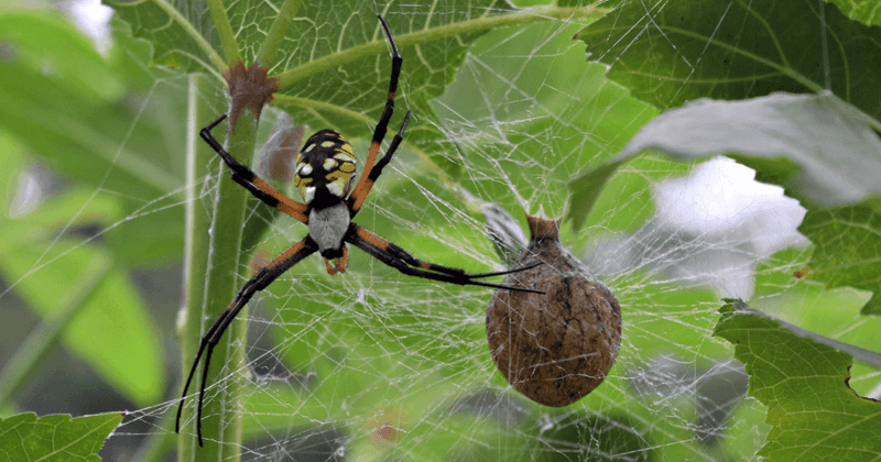 Adults generally die after a hard frost; egg cocoons may survive