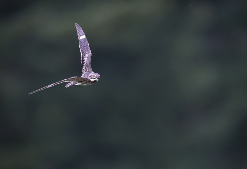 Common Nighthawks