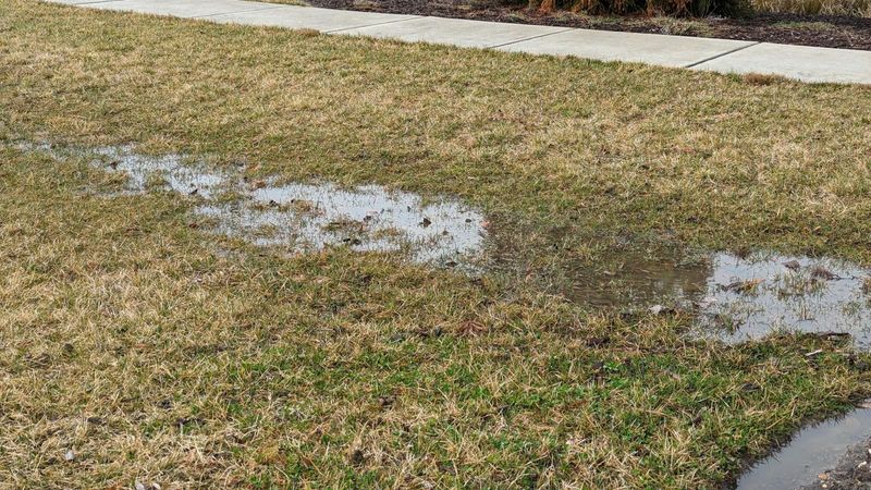 Diagnose the Conditions Mowing Cannot Repair