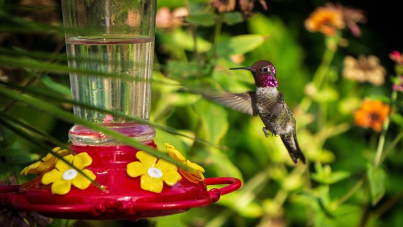 Moving Feeders Too Often