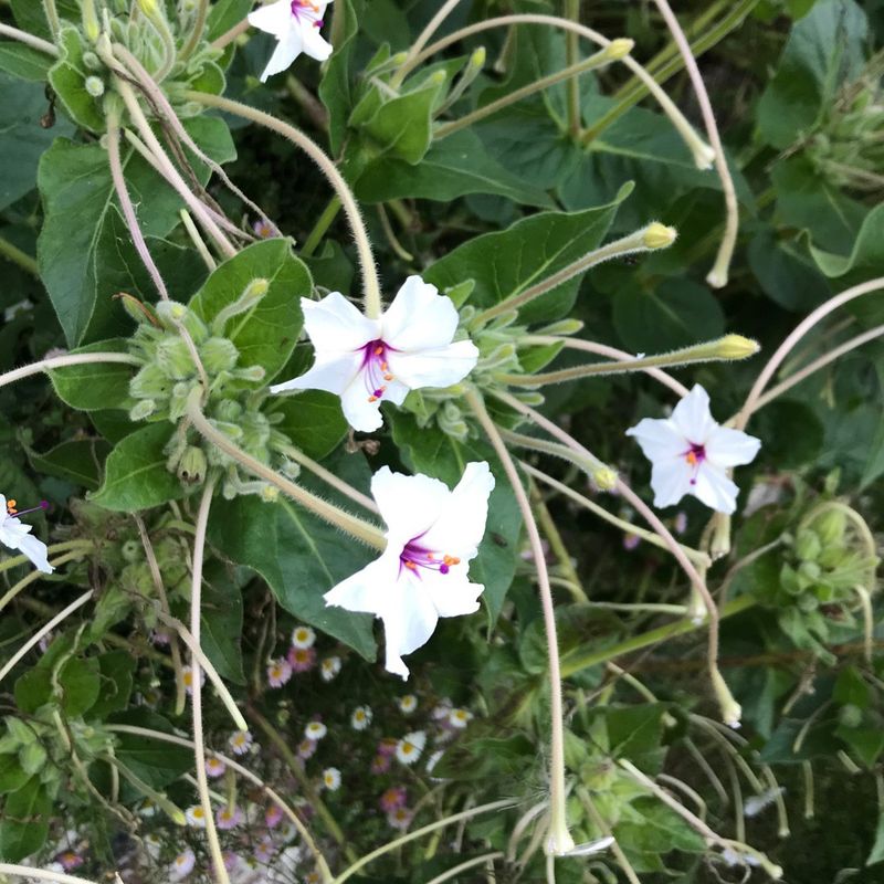 Sweet Four O'Clock (Mirabilis longiflora)