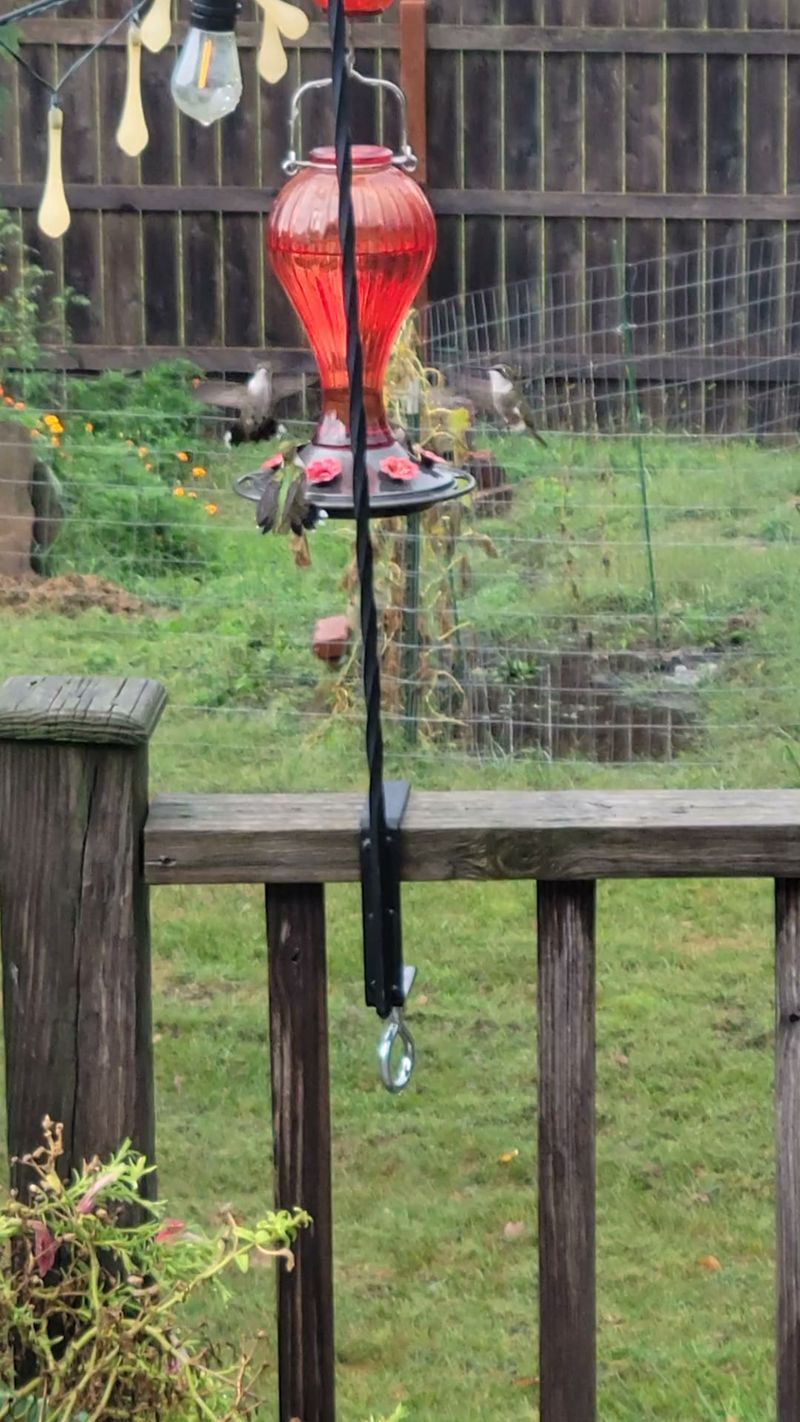 Placement matters, but it cannot explain every quiet feeder