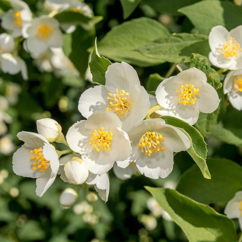 Mock Orange (Philadelphus)