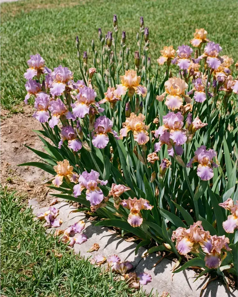 Check the plant, roots, drainage, and winter conditions