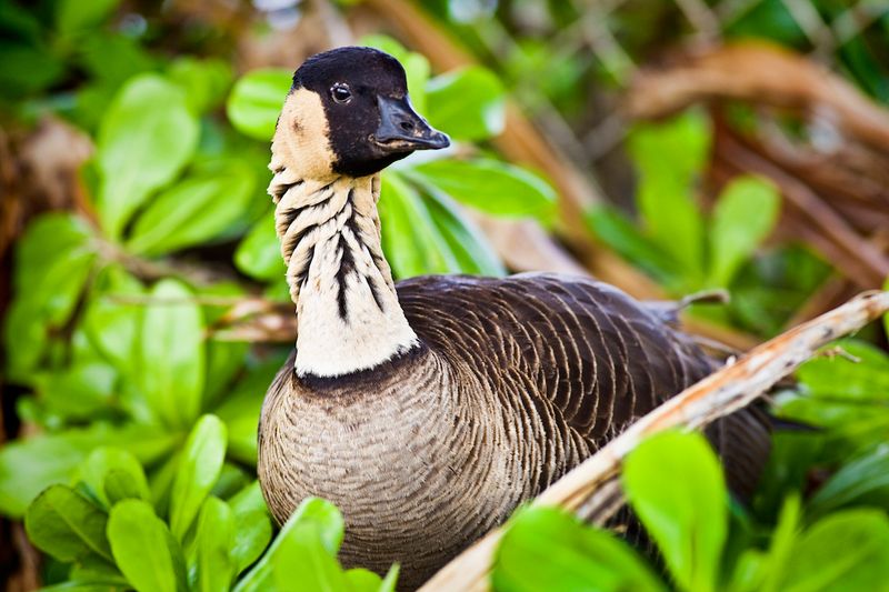 Hawaiian Goose (Nēnē)