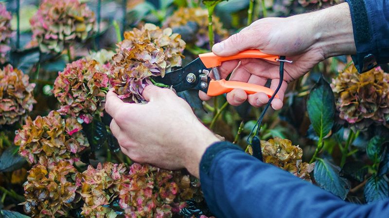 Not Knowing Which Hydrangea You Have