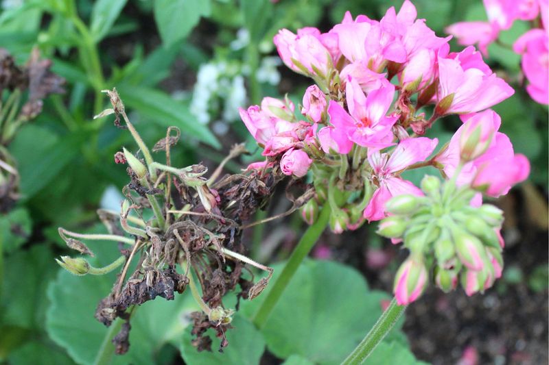 Spent Blooms Past Their Prime