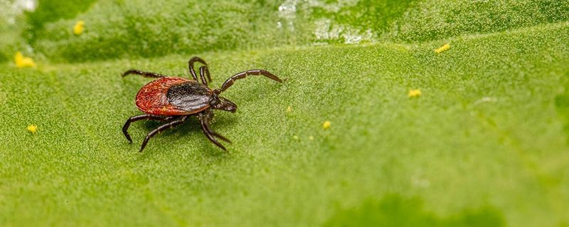 A fox will not solve the yard’s tick problem