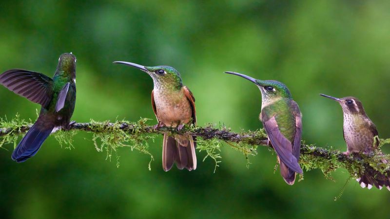 Migration timing depends on species and place