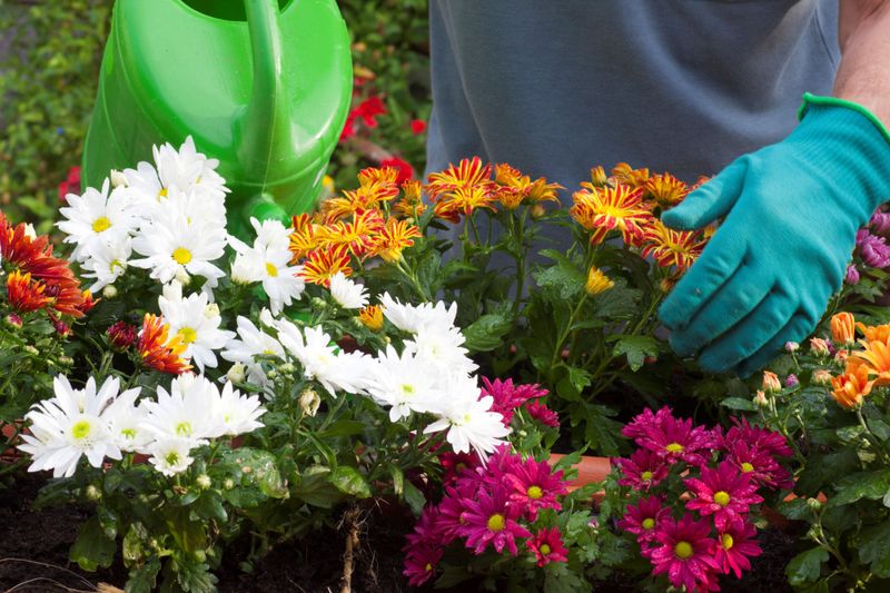 Watering Too Little or Too Much