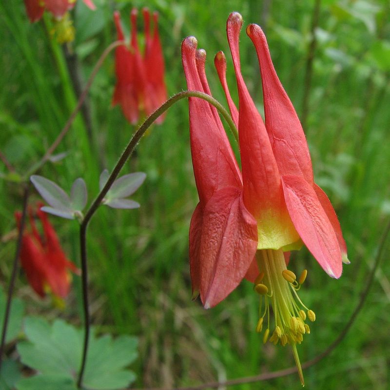 Red Columbine (Aquilegia canadensis)