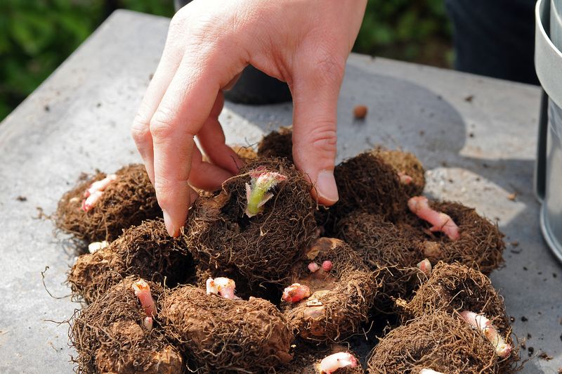 Tuberous Begonias