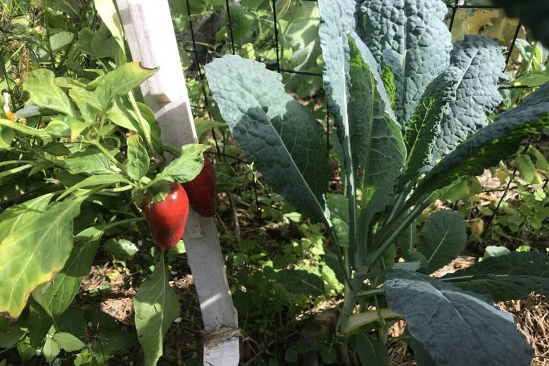 Brassicas