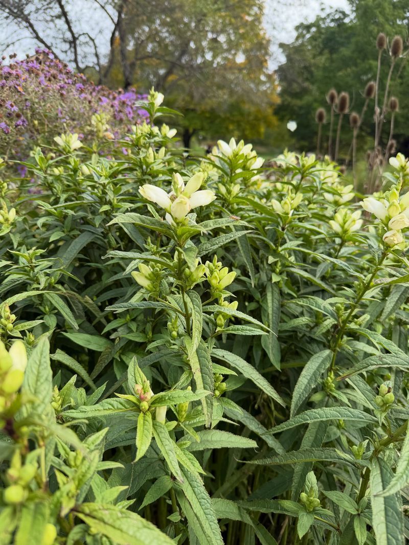 Choose turtlehead for the conditions your yard has