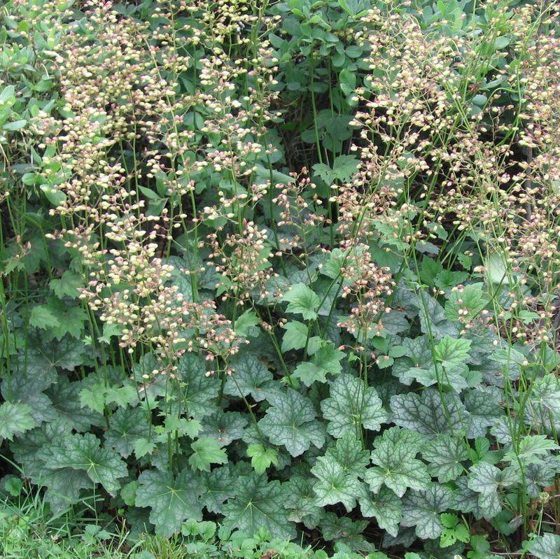 American Alumroot (Heuchera americana)