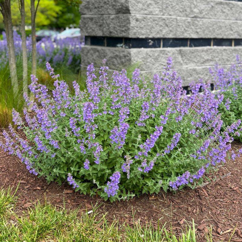 Nepeta (Catmint)