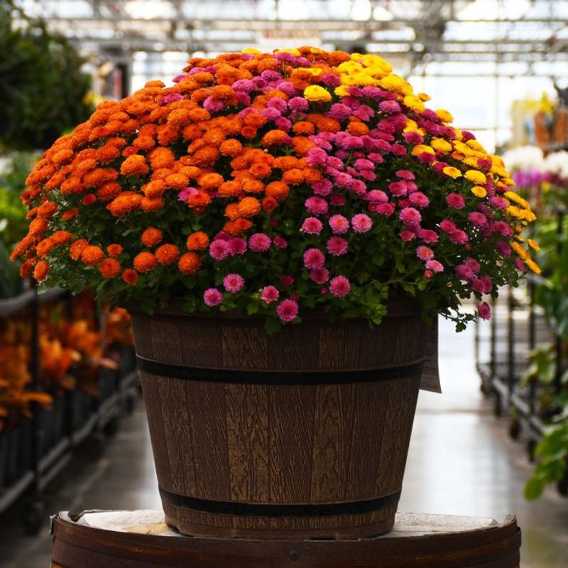 Chrysanthemums (Garden Mums)