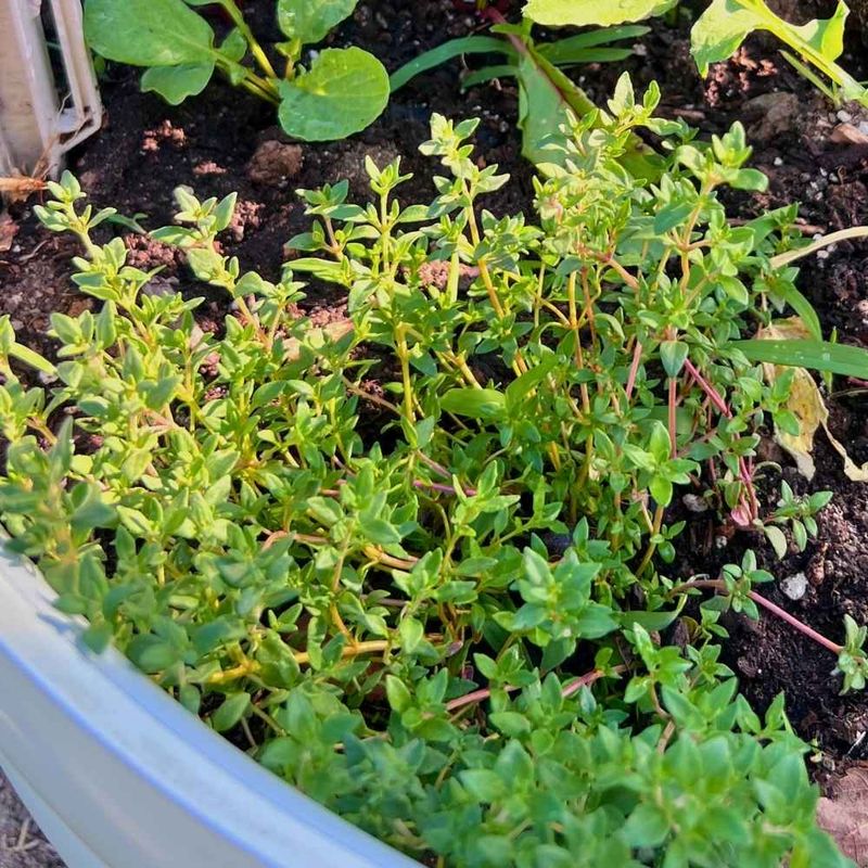 Thyme can share a bed with brassicas, but it is not a shield