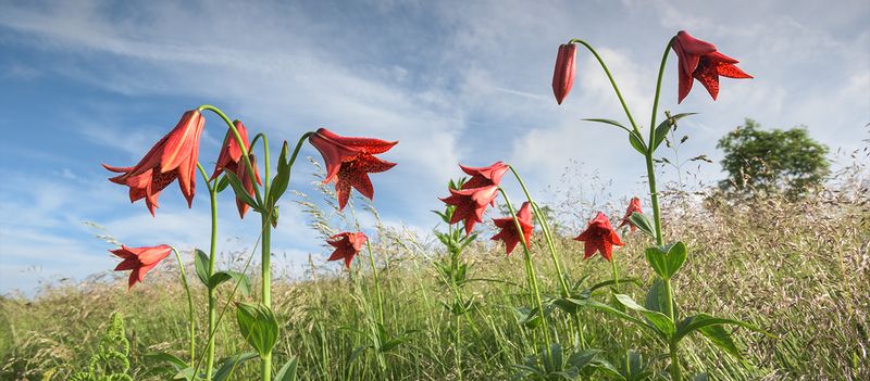 Gray's Lily (Lilium grayi)