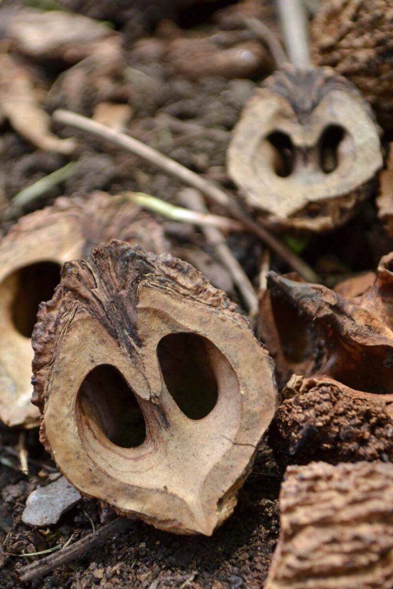 Old walnut roots can keep the site risky after removal