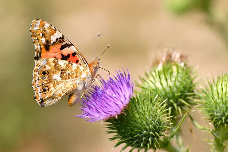Serves as a Host Plant for Painted Lady Butterflies